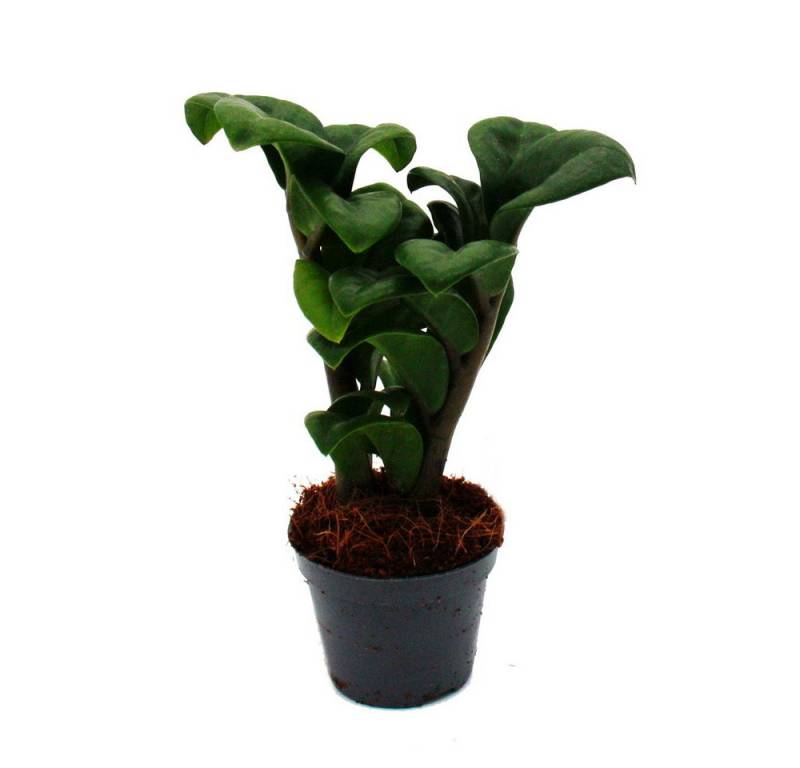Exotenherz Zimmerpflanze Mini-Pflanze Zamio Palme Zamioculcas zamiifolia Glücksfeder 5,5cm Topf von Exotenherz