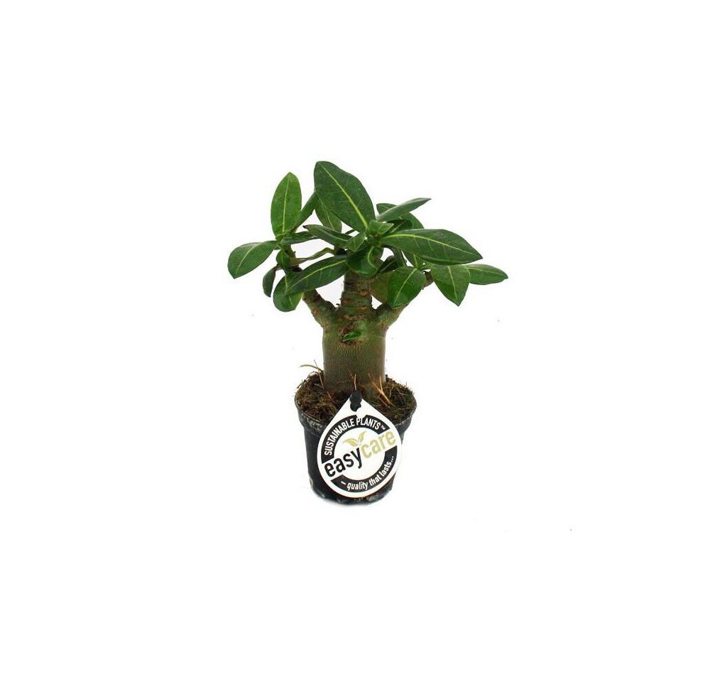 Exotenherz Zimmerpflanze Mini-Wüstenrose, Adenium obesum, Überraschungsfarbe Exotenherz Zimmerpflanze Mini-Wüstenrose, Adenium obesum, Überraschungsfarbe von Exotenherz
