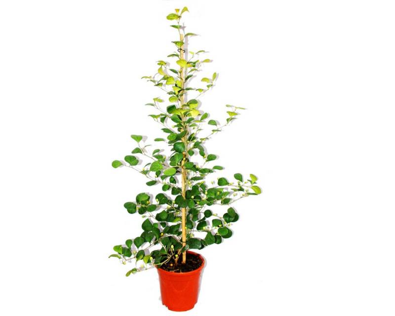 Exotenherz Zimmerpflanze Mispelfeige - Ficus deltoidea - 17cm Topf - ca. 80cm hoch von Exotenherz