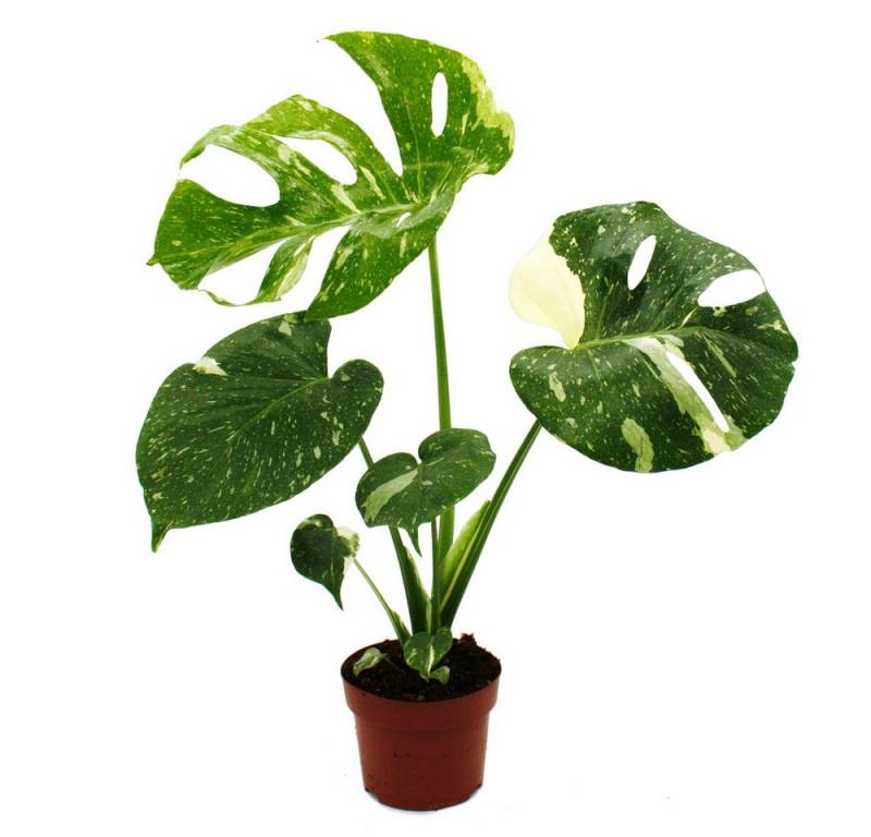Exotenherz Zimmerpflanze Monstera Thai-Constellation gemustertes Fensterblatt Rarität 12cm Topf von Exotenherz