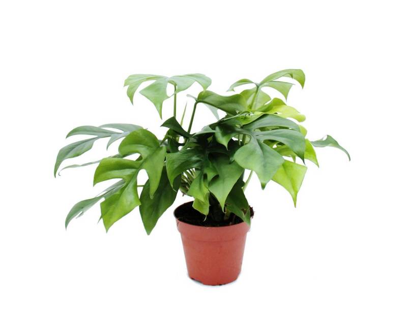 Exotenherz Zimmerpflanze Monstera minima - Fensterblatt - 15cm Topf von Exotenherz