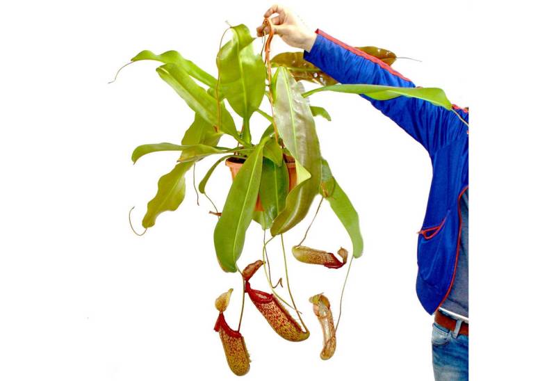 Exotenherz Zimmerpflanze Nepenthes maxima - Riesen-Kannenpflanze - Ampel von Exotenherz