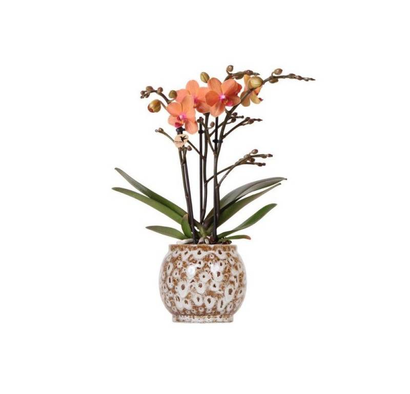 Exotenherz Zimmerpflanze Orange Phalaenopsis Orchidee Mineral Bolzano + Safari Topf 9cm von Exotenherz
