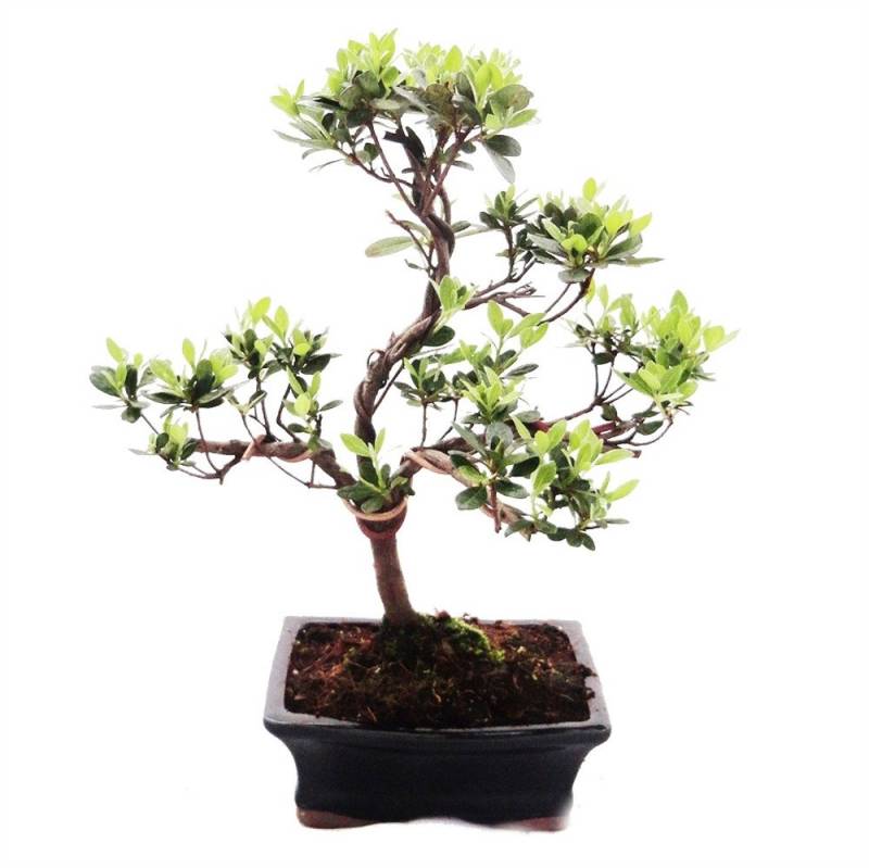 Exotenherz Zimmerpflanze Outdoor Bonsai Azalee 15cm von Exotenherz