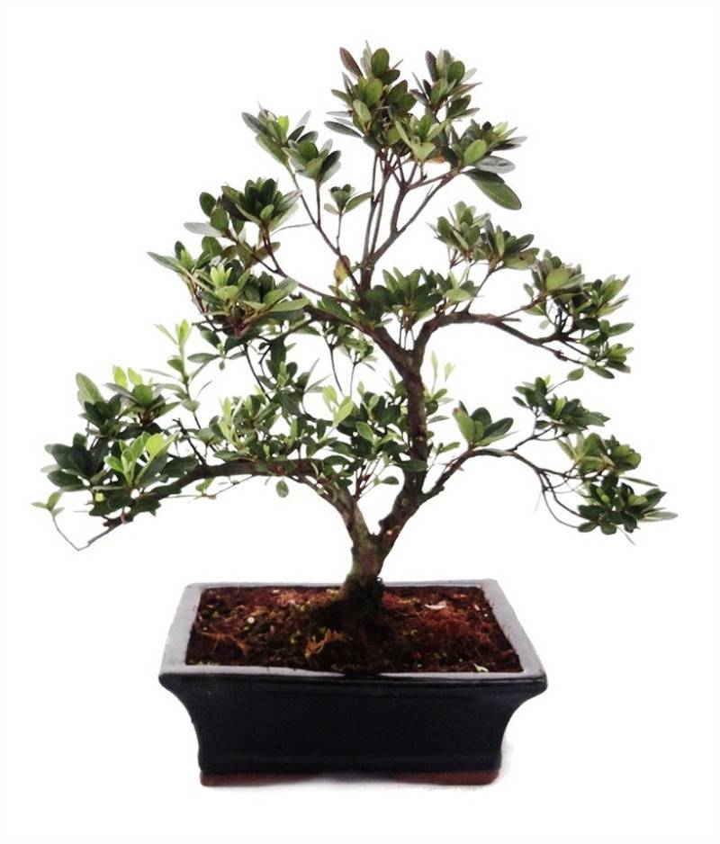 Exotenherz Zimmerpflanze Outdoor Bonsai Azalee 20cm Exotenherz Zimmerpflanze Outdoor Bonsai Azalee 20cm von Exotenherz