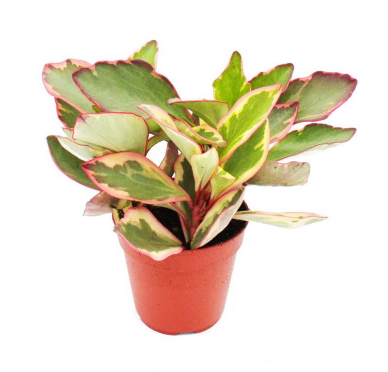 Exotenherz Zimmerpflanze Peperomia clusifolia 'Jewel' buntblättriger Zwergpfeffer im 12cm Topf von Exotenherz