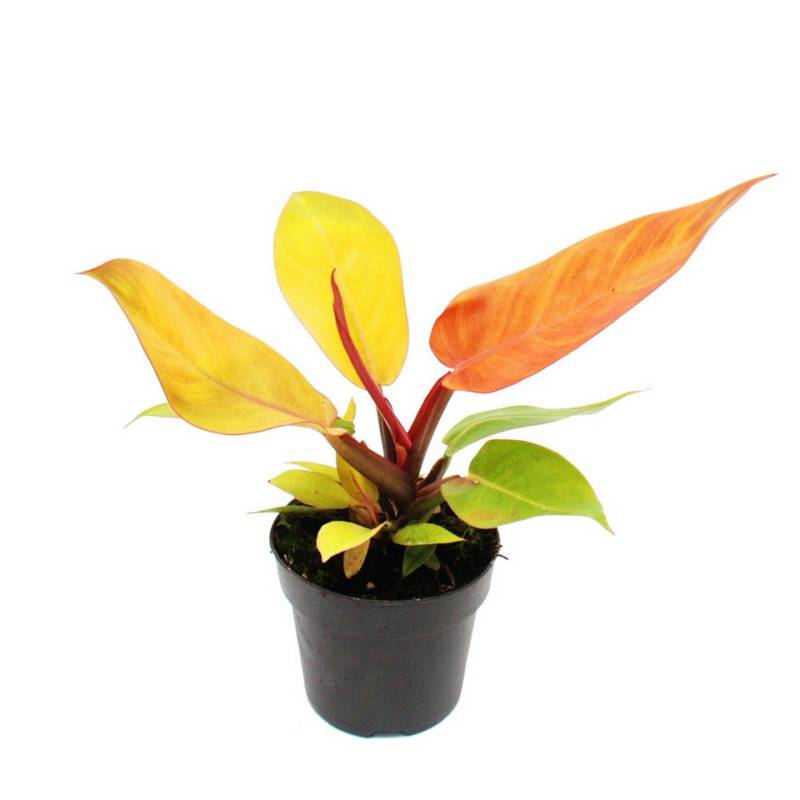 Exotenherz Zimmerpflanze Philodendron Prince of Orange - orangener Baumfreund - 12cm Topf von Exotenherz