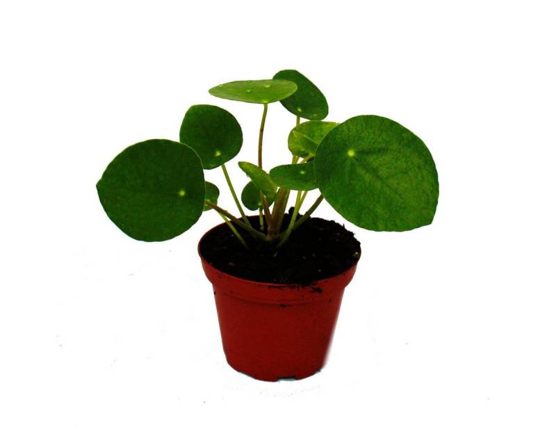 Exotenherz Zimmerpflanze Pilea peperomioides Glückstaler Chinesischer Geldbaum im 7cm Topf von Exotenherz