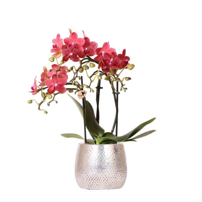 Exotenherz Zimmerpflanze Rote Phalaenopsis Orchidee Congo + Elite Topf silber 9cm 40cm hoch von Exotenherz