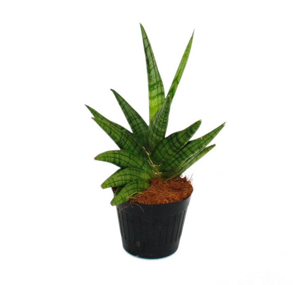 Exotenherz Zimmerpflanze Sansevieria "Helios" - Schrauben-Bogenhanf - 11cm Topf - ca. 20cm hoch Exotenherz Zimmerpflanze Sansevieria "Helios" - Schrauben-Bogenhanf - 11cm Topf - ca. 20cm hoch von Exotenherz