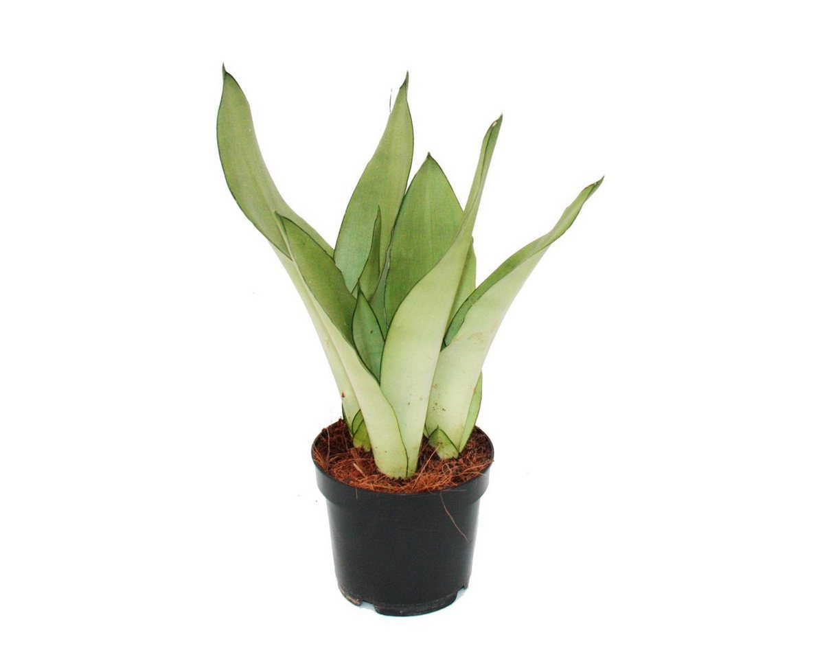 Exotenherz Zimmerpflanze Sansevieria trifasciata Moonshine silberner Bogenhanf 12cm Topf von Exotenherz