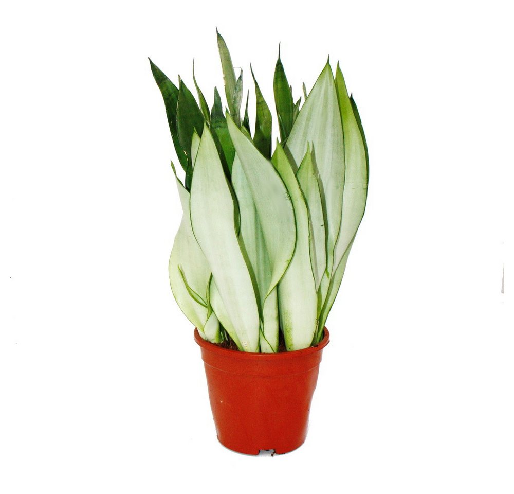 Exotenherz Zimmerpflanze Sansevieria trifasciata Moonshine silberner Bogenhanf 17cm Topf von Exotenherz