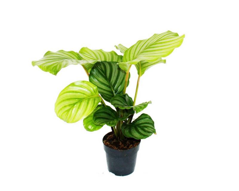 Exotenherz Zimmerpflanze Schattenpflanze Zebra-Look Calathea orbifolia 12cm Topf ca. 40cm hoch von Exotenherz