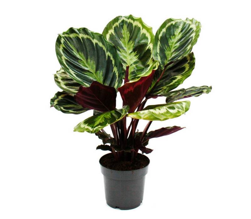 Exotenherz Zimmerpflanze Schattenpflanze mit ausgef. Blattmuster Calathea Medaillon 14cm Topf von Exotenherz