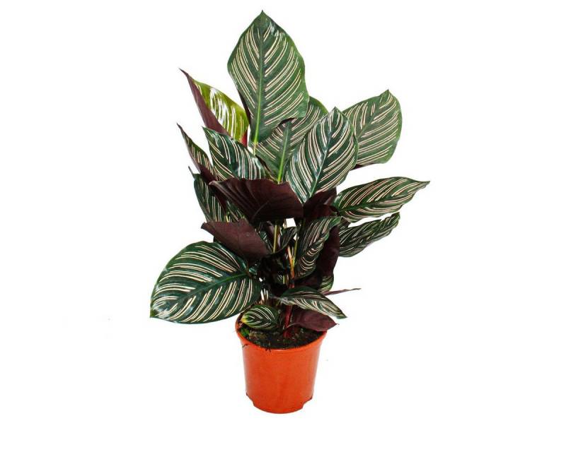 Exotenherz Zimmerpflanze Schattenpflanze mit ausgef. Blattmuster Calathea ornata 14cm Topf von Exotenherz