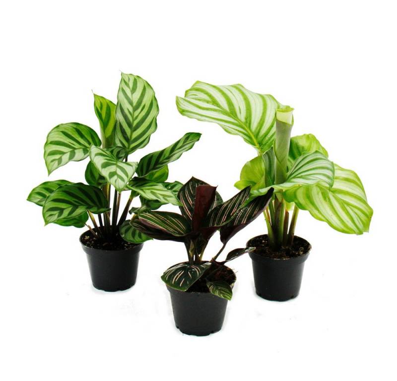 Exotenherz Zimmerpflanze Schattenpflanzen 3er Set mit ausgef. Blattmuster Calathea 7cm Topf von Exotenherz