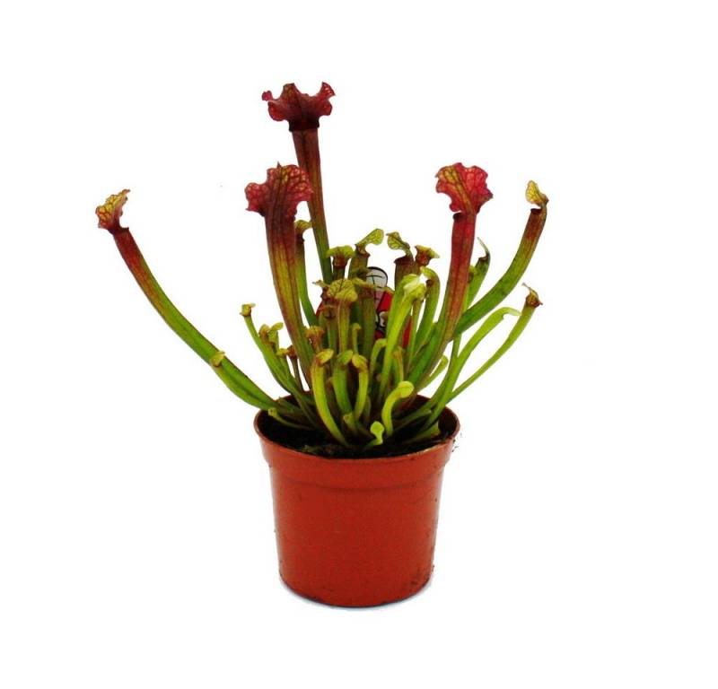 Exotenherz Zimmerpflanze Schlauchpflanze Sarracenia "Judith" Fleischfressende Pflanze 9cm Topf von Exotenherz