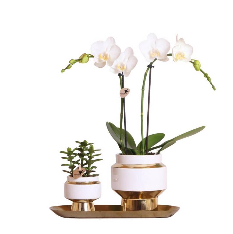 Exotenherz Zimmerpflanze Set aus weißer Orchidee und Sukkulente auf goldenem Tablett von Exotenherz