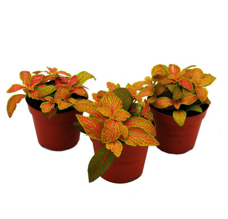 Exotenherz Zimmerpflanze Set mit 3 Mosaikpflanzen Silbernetzblatt 9cm Topf Ruby Lime gelb + rot von Exotenherz