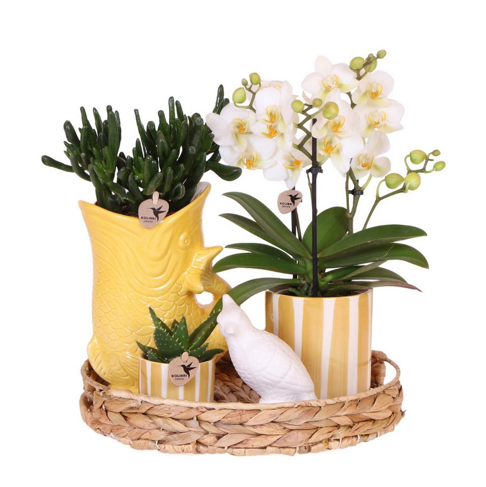 Exotenherz Zimmerpflanze Set weiße Phalaenopsis Orchidee Lausanne und Sukkulenten inkl. Töpfe Exotenherz Zimmerpflanze Set weiße Phalaenopsis Orchidee Lausanne und Sukkulenten inkl. Töpfe von Exotenherz
