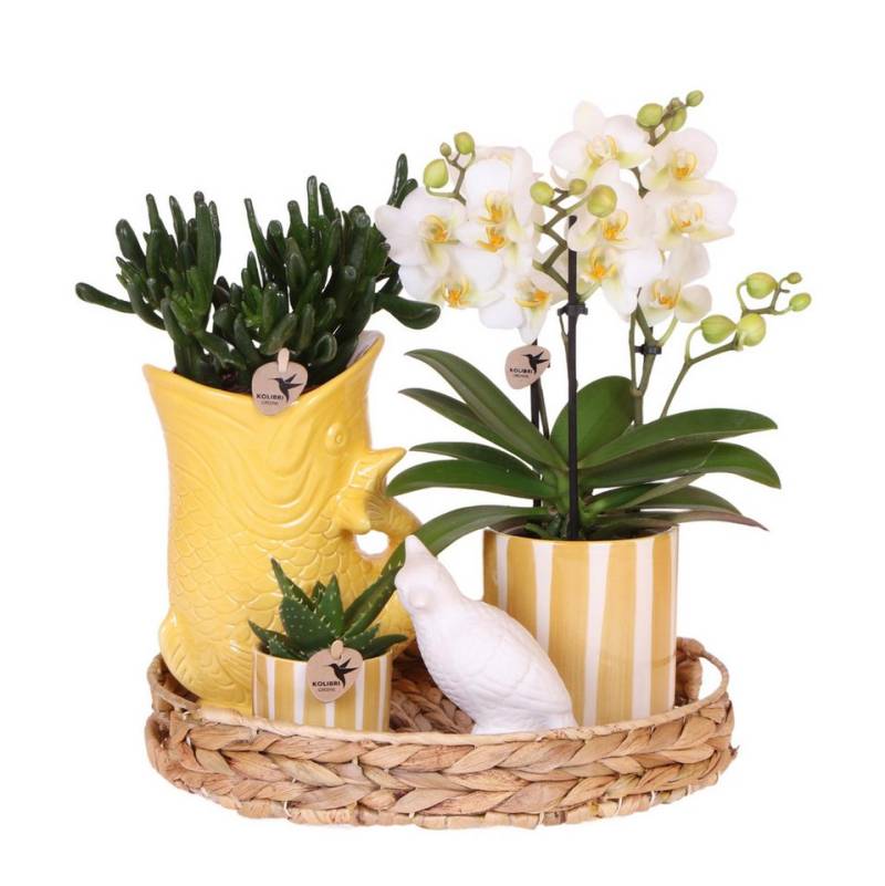 Exotenherz Zimmerpflanze Set weiße Phalaenopsis Orchidee Lausanne und Sukkulenten inkl. Töpfe von Exotenherz
