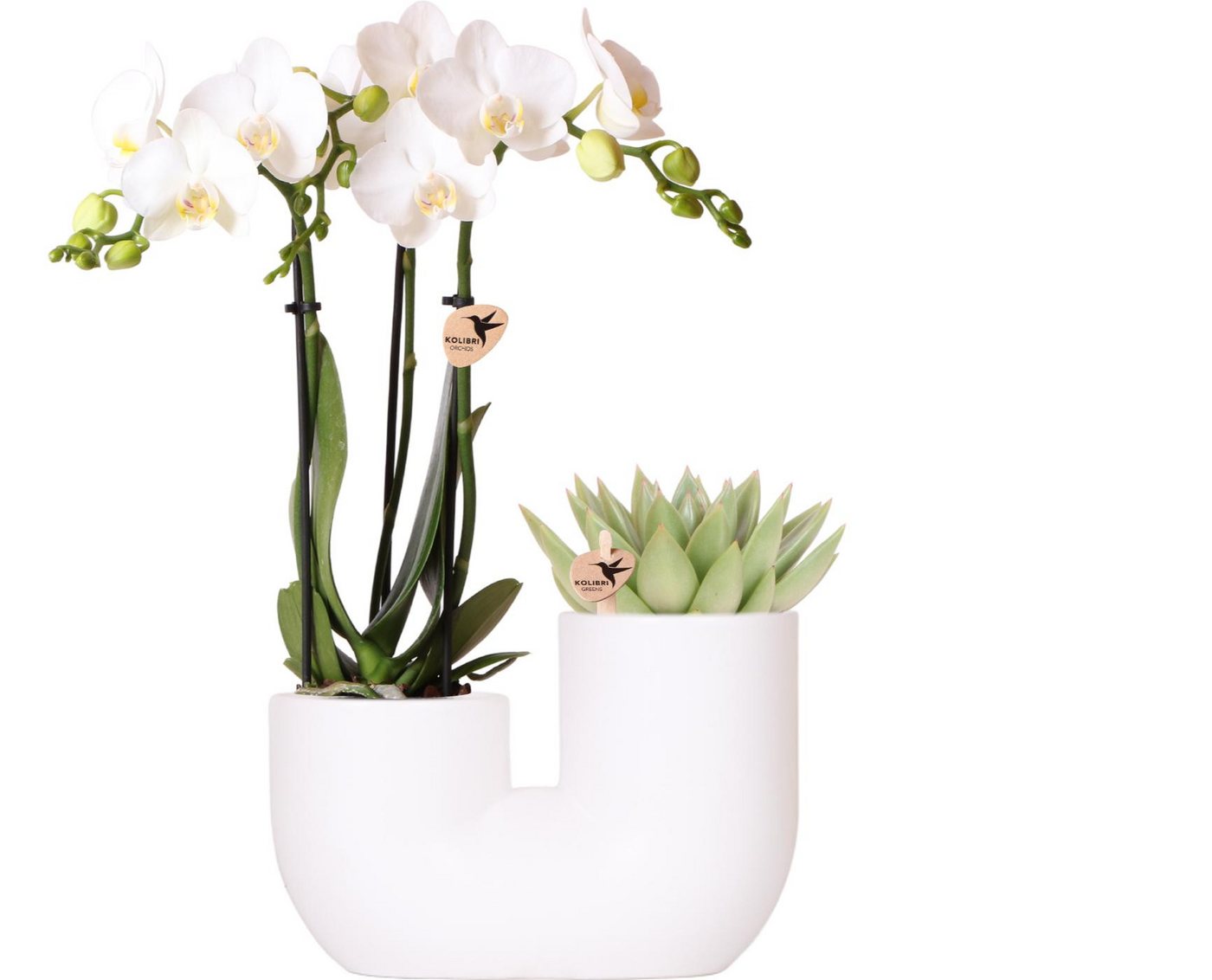Exotenherz Zimmerpflanze Set weißer Amabilis-Orchidee und Sukkulente in weißem Dekotopf 9cm Exotenherz Zimmerpflanze Set weißer Amabilis-Orchidee und Sukkulente in weißem Dekotopf 9cm von Exotenherz