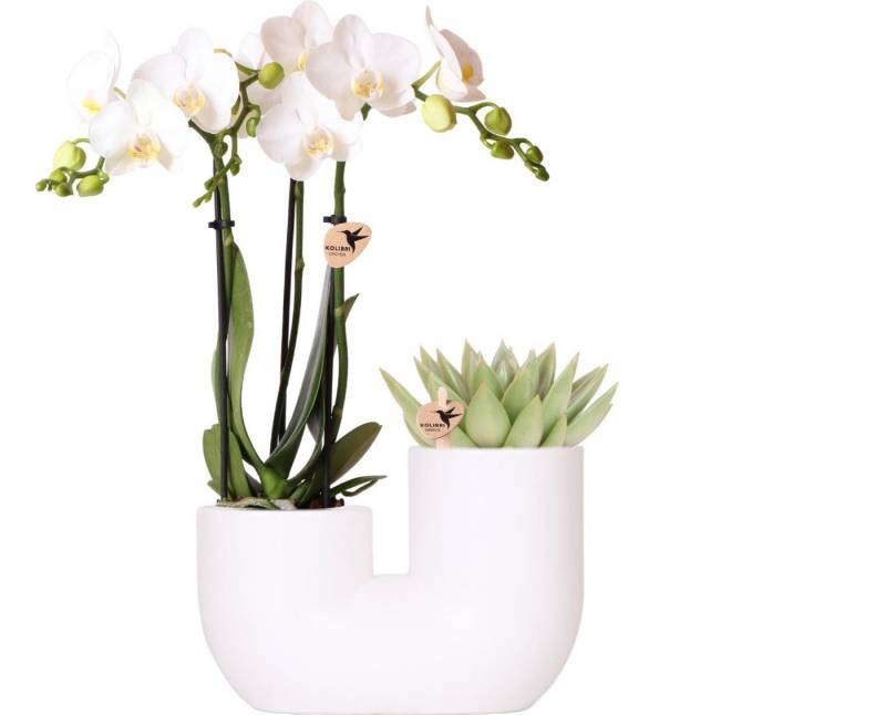 Exotenherz Zimmerpflanze Set weißer Amabilis-Orchidee und Sukkulente in weißem Dekotopf 9cm von Exotenherz