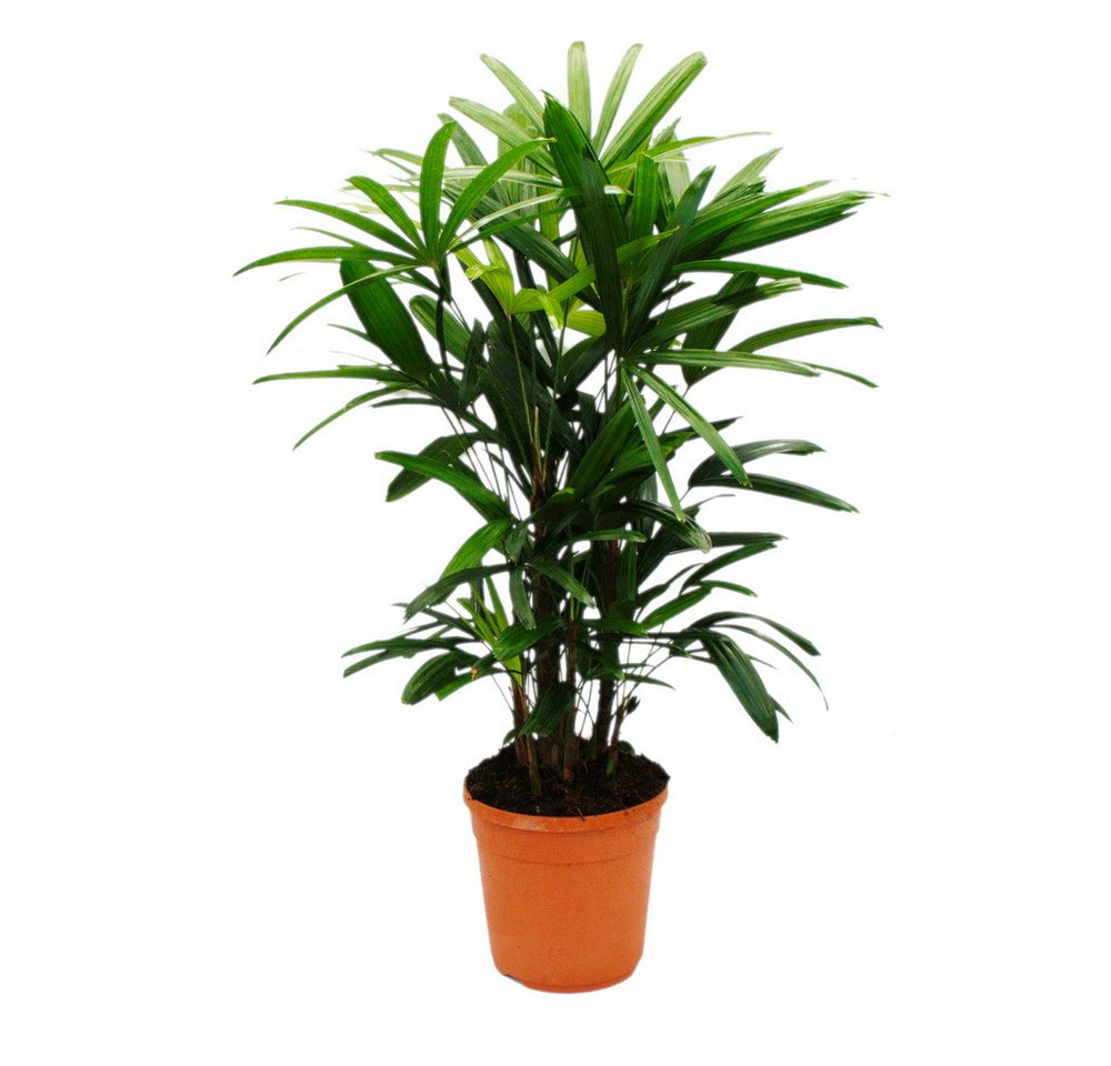 Exotenherz Zimmerpflanze Steckenpalme Rhapis excelsa Bambuspalme 21cm Topf 80-100cm hoch Exotenherz Zimmerpflanze Steckenpalme Rhapis excelsa Bambuspalme 21cm Topf 80-100cm hoch von Exotenherz