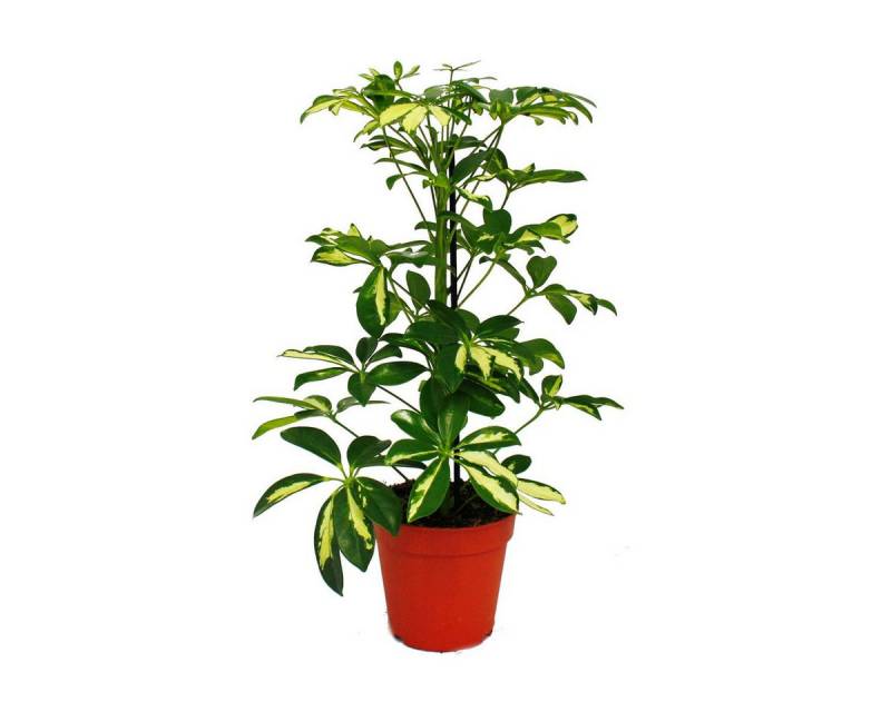Exotenherz Zimmerpflanze Strahlenaralie Schefflera weiss-bunte Blätter 1 Pflanze 12cm Topf von Exotenherz
