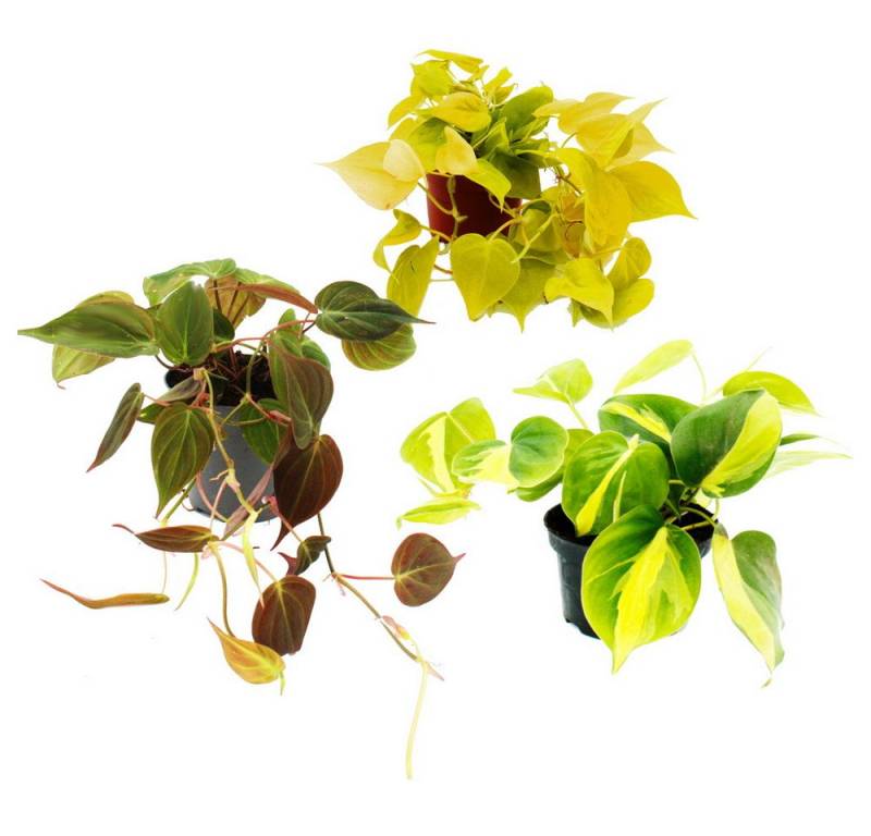 Exotenherz Zimmerpflanze Trio Rankende Baumfreunde Set 3 ver. Philodendron-Arten von Exotenherz