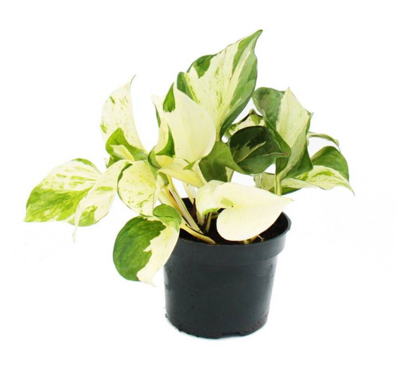 Exotenherz Zimmerpflanze Weiß-bunte Efeutute Epipremnum Happy Leaf Scindapsus 12cm Topf von Exotenherz