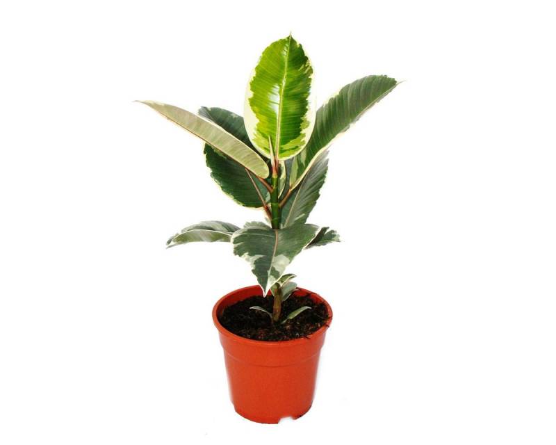 Exotenherz Zimmerpflanze Weissbunter Gummibaum - Ficus elastica "Tineke" - 17cm Topf von Exotenherz