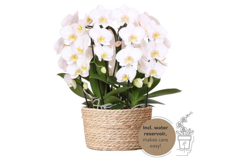 Exotenherz Zimmerpflanze Weißes Orchideen-Set im Schilfkorb inkl. Wassertank 12cm Exotenherz Zimmerpflanze Weißes Orchideen-Set im Schilfkorb inkl. Wassertank 12cm von Exotenherz