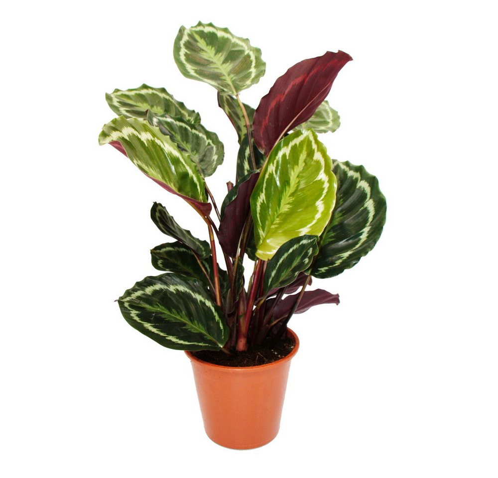 Exotenherz Zimmerpflanze XXL-SchattenpflanzeCalathea roseapicta Medaillon 19cm Topf ca. 70-80cm Exotenherz Zimmerpflanze XXL-SchattenpflanzeCalathea roseapicta Medaillon 19cm Topf ca. 70-80cm von Exotenherz