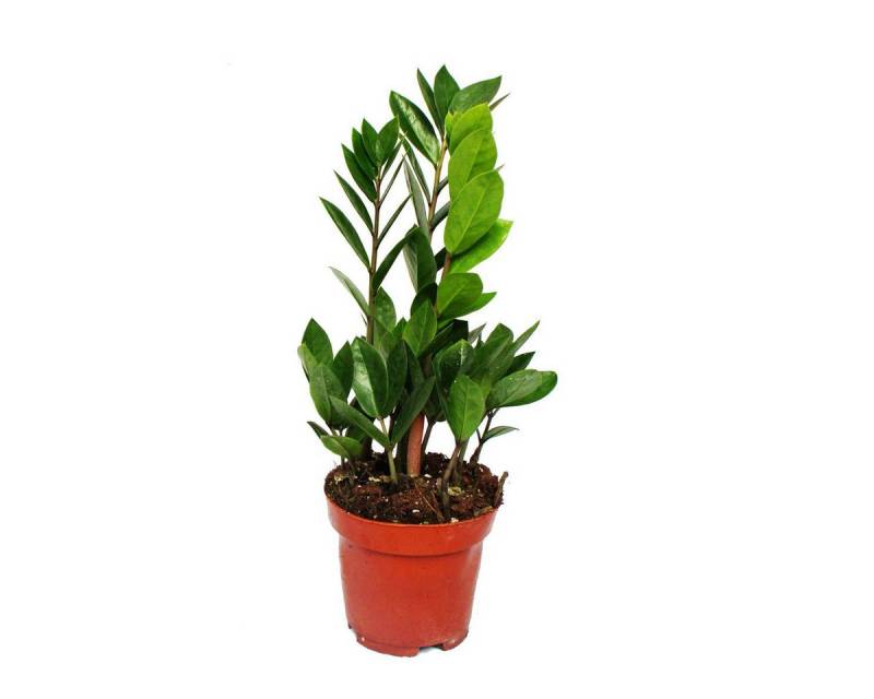 Exotenherz Zimmerpflanze Zimmerpflanzen und Grünpflanzen luftreinigend im 12-14cm Topf von Exotenherz