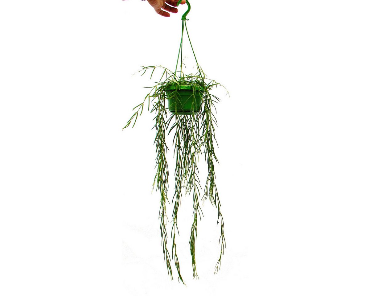 Exotenherz Zimmerpflanze Zimmerpflanze zum Hängen - Hoya linearis - Wachsblume 12cm Ampel Exotenherz Zimmerpflanze Zimmerpflanze zum Hängen - Hoya linearis - Wachsblume 12cm Ampel von Exotenherz