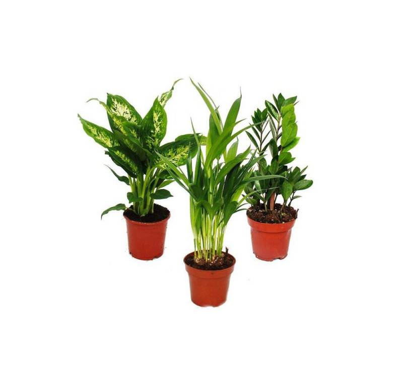 Exotenherz Zimmerpflanze Zimmerpflanzen-Mix I 3er Set Dieffenbachia-Areca-Palme-Zamio-Palme Exotenherz Zimmerpflanze Zimmerpflanzen-Mix I 3er Set Dieffenbachia-Areca-Palme-Zamio-Palme von Exotenherz