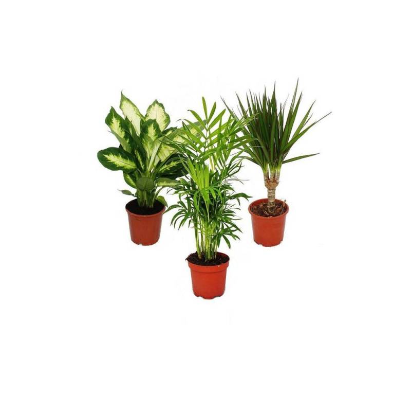 Exotenherz Zimmerpflanze Zimmerpflanzen-Mix II 3er Set Dieffenbachia-Chamaedorea-Dracena Exotenherz Zimmerpflanze Zimmerpflanzen-Mix II 3er Set Dieffenbachia-Chamaedorea-Dracena von Exotenherz