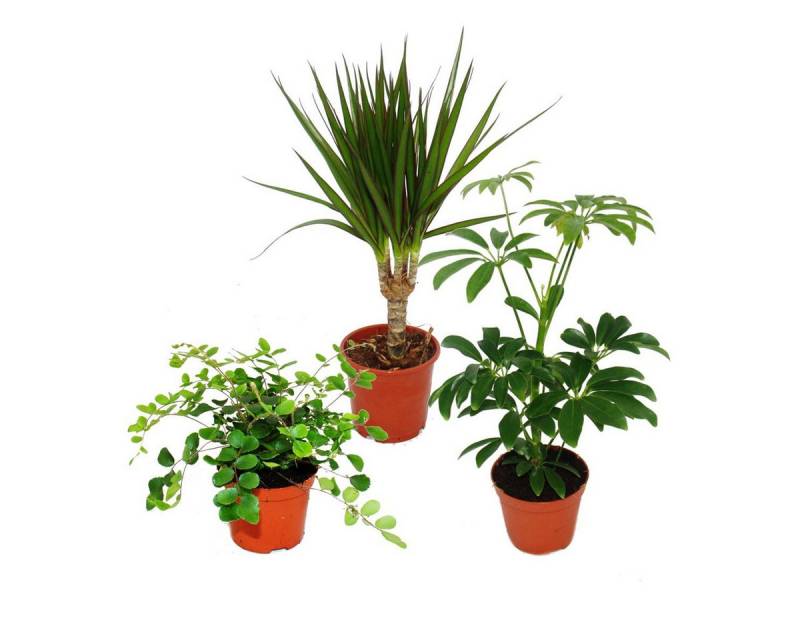 Exotenherz Zimmerpflanze Zimmerpflanzen Set mit 3 Pflanzen - Typ 2 - 9cm von Exotenherz