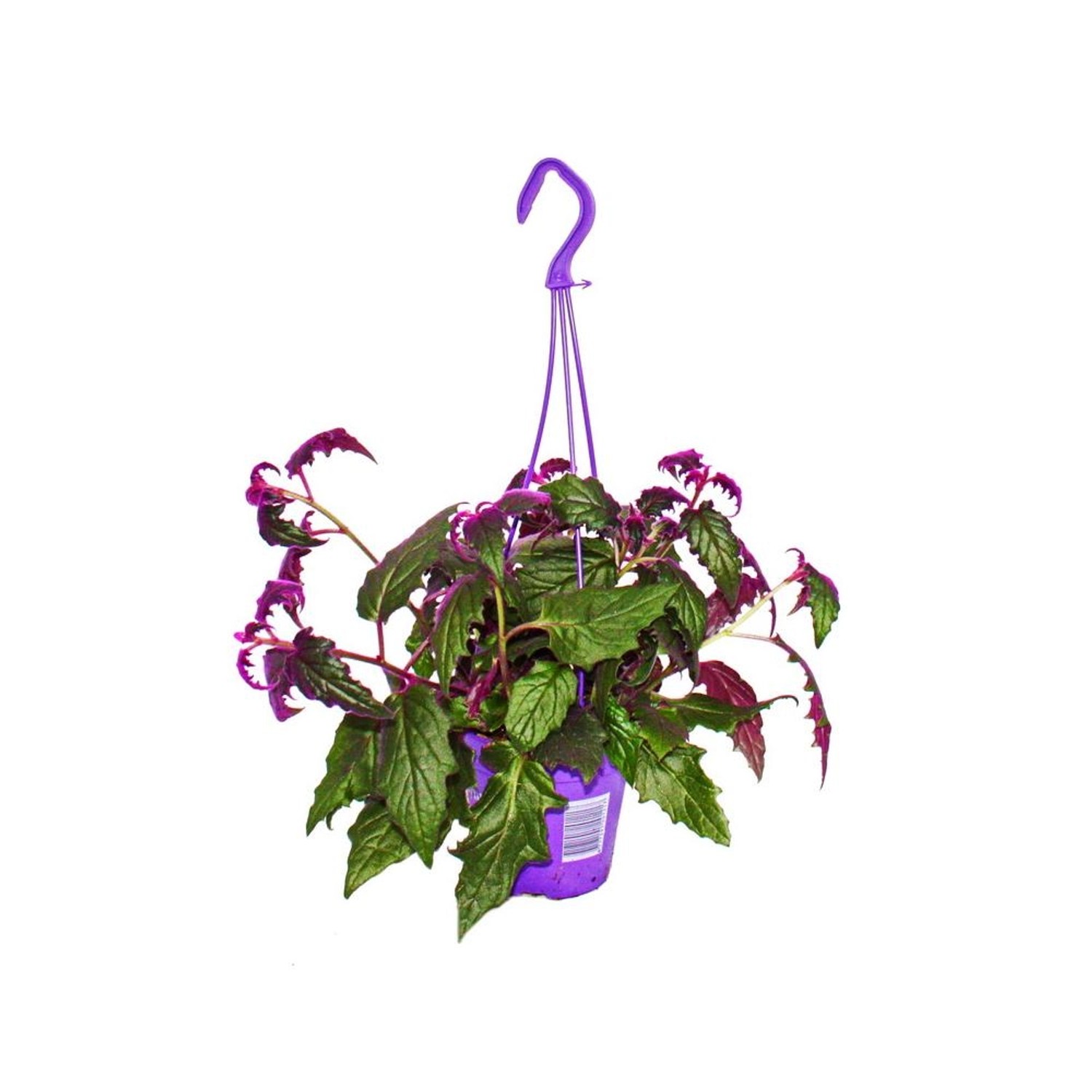 Exotenherz Zimmerpflanze zum Hängen Gynura Purple Passion Samtblatt Samtnessel Lilafarbene Pflanze 14cm Ampeltopf von Exotenherz