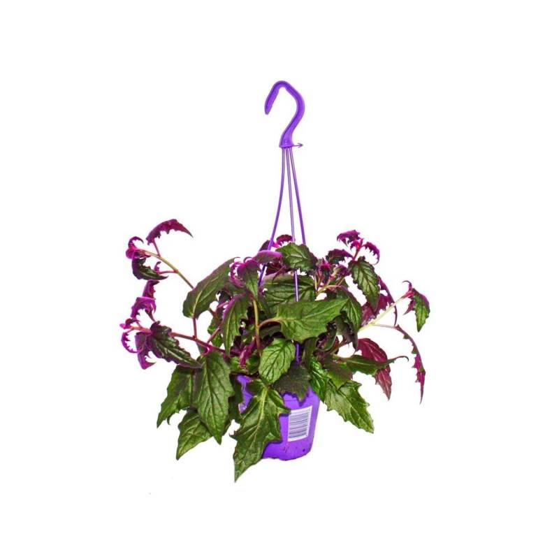 Exotenherz Zimmerpflanze zum Hängen Gynura Purple Passion Samtblatt Samtnessel Lilafarbene Pflanze 14cm Ampeltopf von Exotenherz