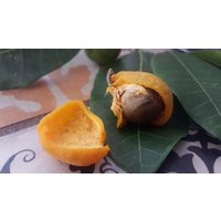 Maya Nuss, Brot Nuss - Brosimum Alicastrum , Getopfte Pflanze, Exotisch von Exoteninsel