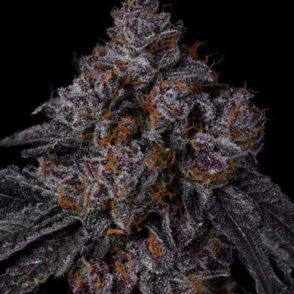 Triple Chocolate Chip von Exotic Genetics