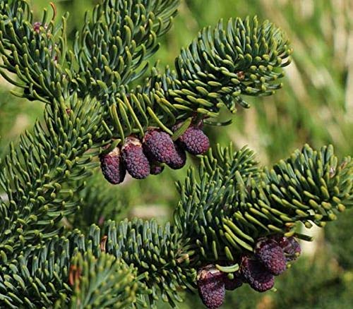 Abies procera - Edeltanne - 10 Samen von Exotic Plants