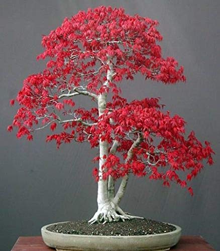 Acer palmatum atropurpureum - Roter Fächerahorn - Bonsai - 10 Samen von Exotic Plants