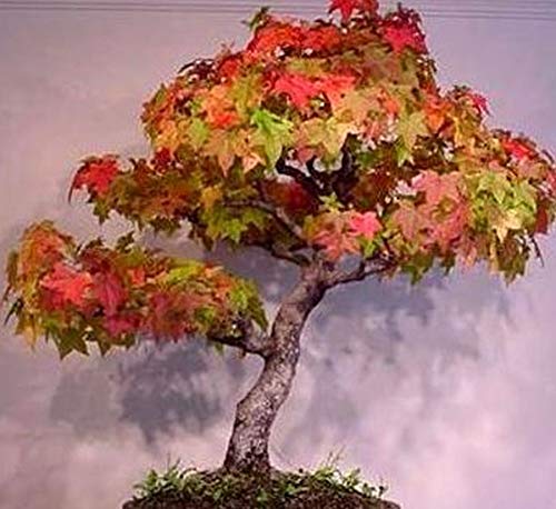 Acer rubrum - Rotahorn - Bonsai - 10 Samen von Exotic Plants