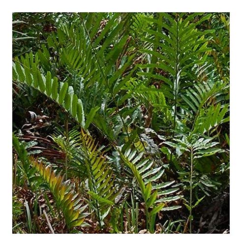 Acrostichum aureum - Mangrovenfarn - Goldener Lederfarn - 10 Samen von Exotic Plants