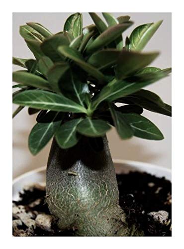 Adenium arabicum Black Knight - Wüstenrose Black Knight - 3 Samen von Exotic Plants