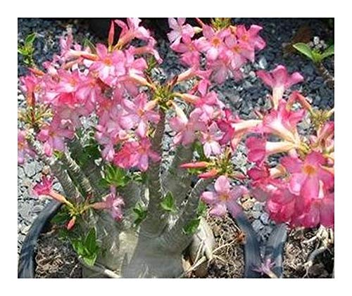 Adenium arabicum Pankorn - Wüstenrose Pankorn - 3 Samen von Exotic Plants