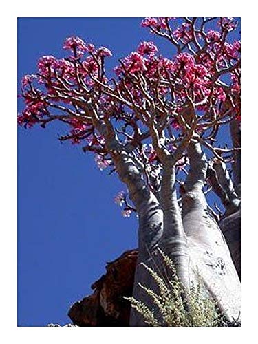 Adenium black somalense var. somalense - Wüstenrose Somalense - 3 Samen von Exotic Plants